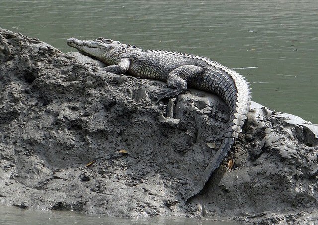 saltwater-crocodile-sunderbans-beautiful-places-india