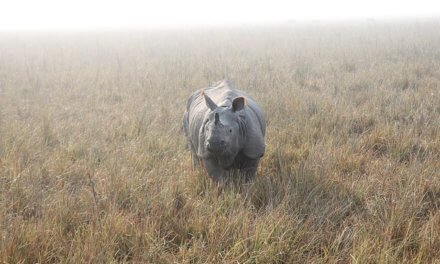Take a Trip this Weekend to the World’s Only Home of Greater One Horned Rhino – Kaziranga National Park, Assam